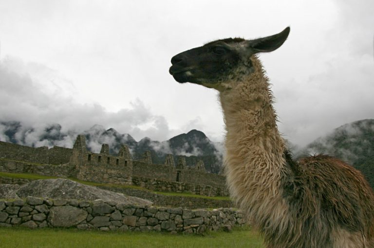 Machu Picchu llama, G Adventures small group travel, Peru